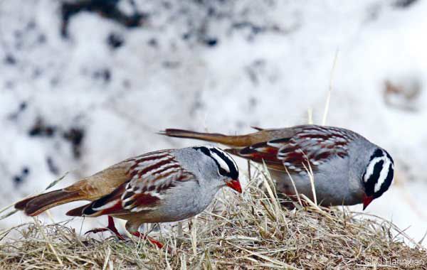 White-Crowned Sparrow